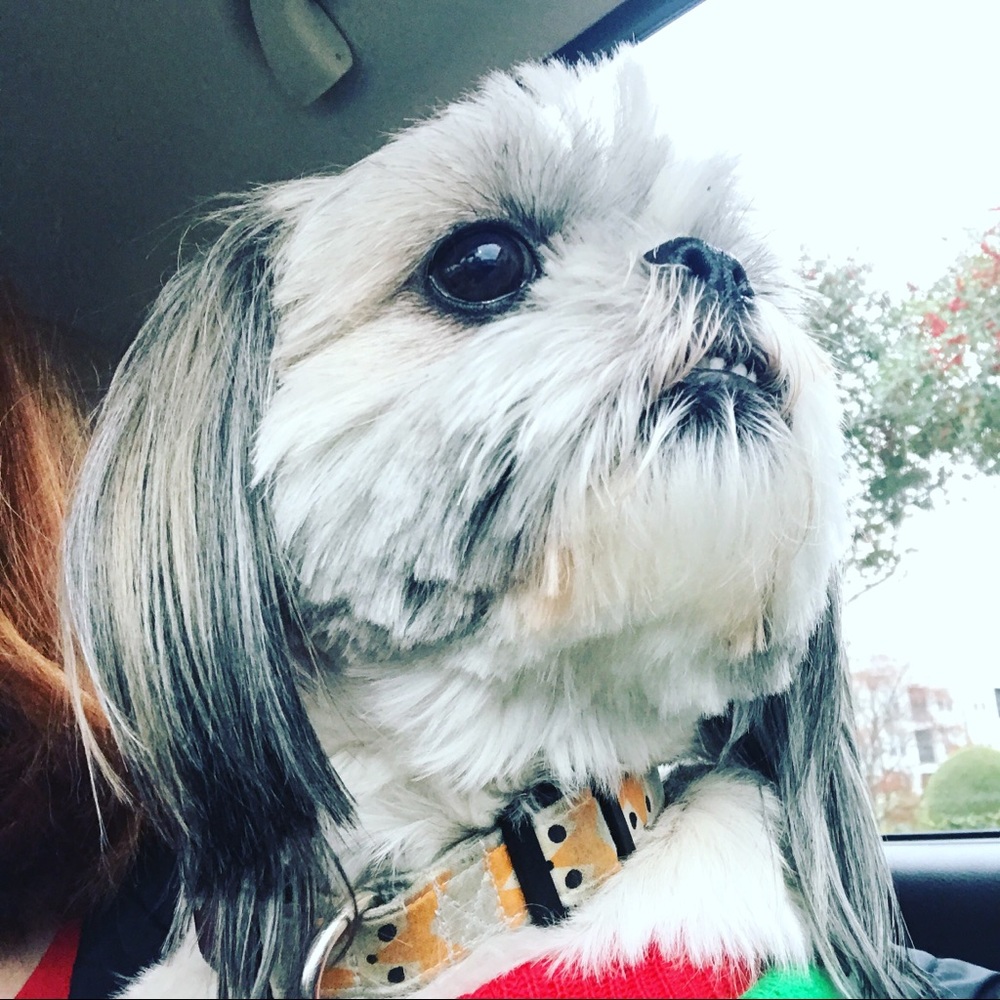 Meet your Posher, Pepper